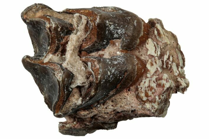 Fossil Oreodont (Merycoidodon) Molar - South Dakota #300272